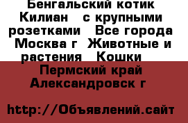 Бенгальский котик Килиан , с крупными розетками - Все города, Москва г. Животные и растения » Кошки   . Пермский край,Александровск г.